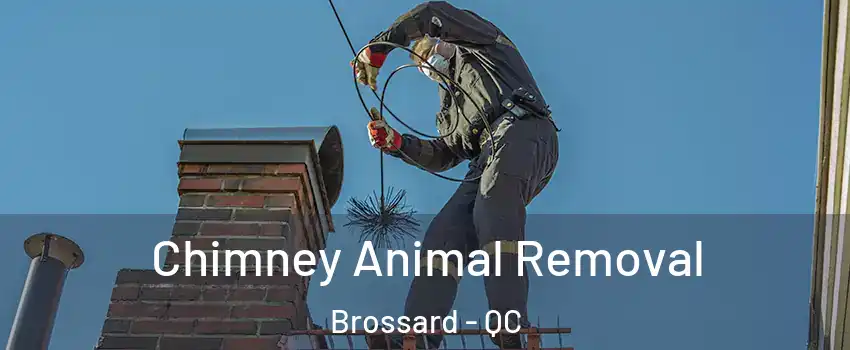 Chimney Animal Removal Brossard - QC