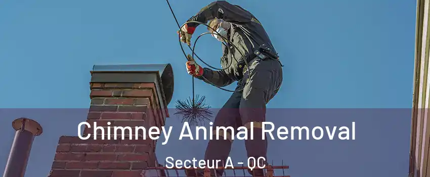  Chimney Animal Removal Secteur A - QC
