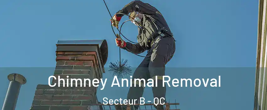  Chimney Animal Removal Secteur B - QC