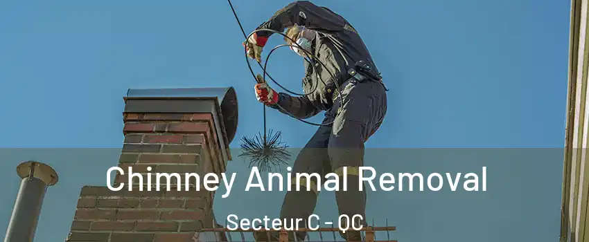  Chimney Animal Removal Secteur C - QC