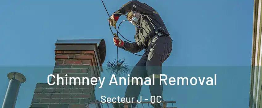  Chimney Animal Removal Secteur J - QC