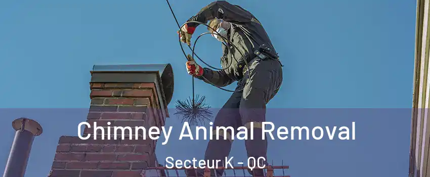  Chimney Animal Removal Secteur K - QC