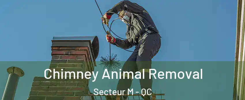  Chimney Animal Removal Secteur M - QC