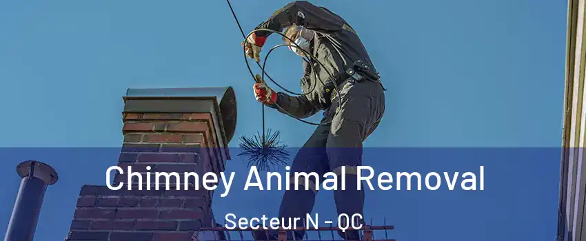  Chimney Animal Removal Secteur N - QC