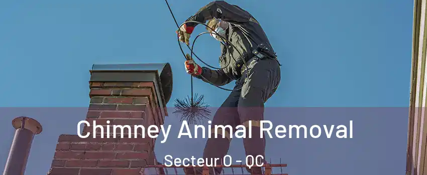  Chimney Animal Removal Secteur O - QC