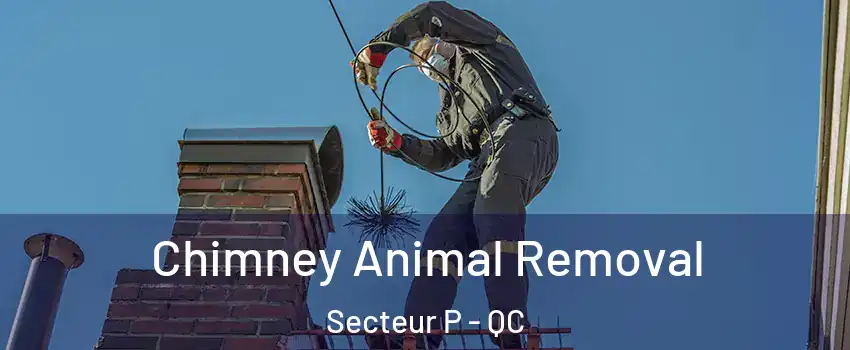  Chimney Animal Removal Secteur P - QC