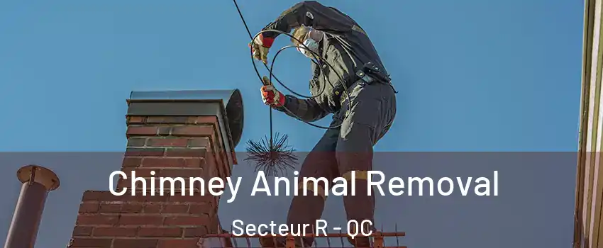 Chimney Animal Removal Secteur R - QC