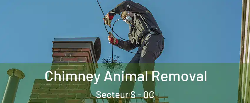  Chimney Animal Removal Secteur S - QC