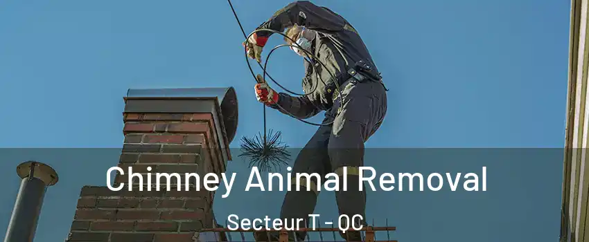  Chimney Animal Removal Secteur T - QC