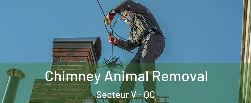  Chimney Animal Removal Secteur V - QC